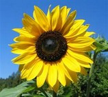 Raw-Foods-Sunflower-www.diana2.com